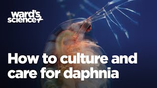 Caring and Culturing for Daphnia [upl. by Izabel]