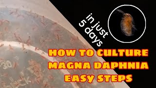 How to Culture Magna Daphnia Easily [upl. by Eliak]