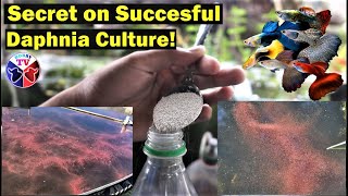 How to Culture Daphnia Successfully [upl. by Ez]