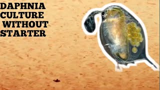 HOW TO CULTURE DAPHNIA NATURALLY WITHOUT A STARTER [upl. by Griffith]