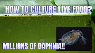 How to Culture Daphnia Secret Method to Breed MILLIONS  Simply Aquatic [upl. by Benson]