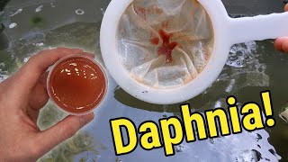 How I Culture Daphnia In Outdoor Tubs [upl. by Leziar]