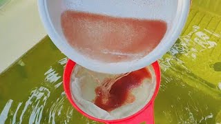 How to culture daphnia  Daphnia culture  How to grow daphnia outdoor [upl. by Yrohcaz401]