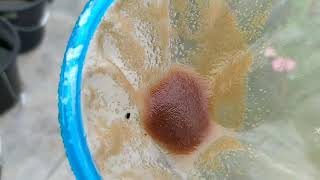 How to culture daphnia moina in a small container Part 1 English Subtitle [upl. by Kirschner]