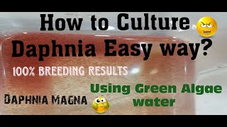 Daphnia MagnaHow to Culture Daphnia Easy wayCulturing Daphnia using Green water Daphnia [upl. by Schlosser]