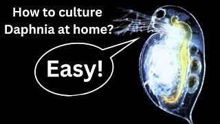 BEST Live Fish Food Beginner guide How to Culture Daphnia at home [upl. by Keil205]