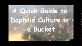 How to culture daphnia outside [upl. by Nac892]