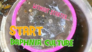 How to culture daphnia moina the easy way 1  Starting the Daphnia culture [upl. by Aokek539]