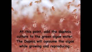 Daphnia  How to grow daphnia in your home [upl. by Standish234]