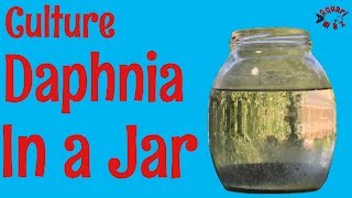 How to Culture Daphnia in a Jar [upl. by Helaine]