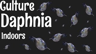 How to Culture Daphnia [upl. by Grinnell]