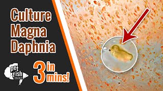 How to culture DAPHNIA MAGNA  The easy way [upl. by Sesiom392]