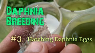 Daphnia Culture made simple and easy 3  Hatching Daphnia eggs [upl. by Nnaasil720]