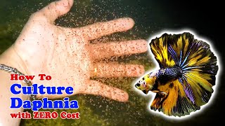 How to Culture Daphnia with ZERO Cost  Unlimited Live Food For Our Fish [upl. by Sansone81]