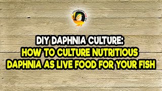 DIY Daphnia Culture How to Culture Nutritious Daphnia as Live Food for Your Fish [upl. by Nylessej]