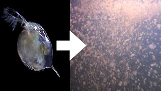 How I Culture Daphnia [upl. by Drofyar]