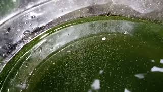 DAPHNIA MOINA CULTURE IN A SMALL BUCKET [upl. by Derby23]