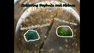 How To Culture Daphnia and Moinas using Green Water Spirulina powder [upl. by Cooperstein]