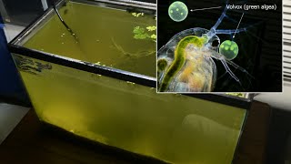 Raising Daphnia for the Freshwater Aquarium [upl. by Nrol886]