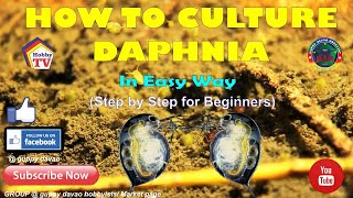 HOW TO CULTURE DAPHNIA In Easy Way [upl. by Mitchel732]